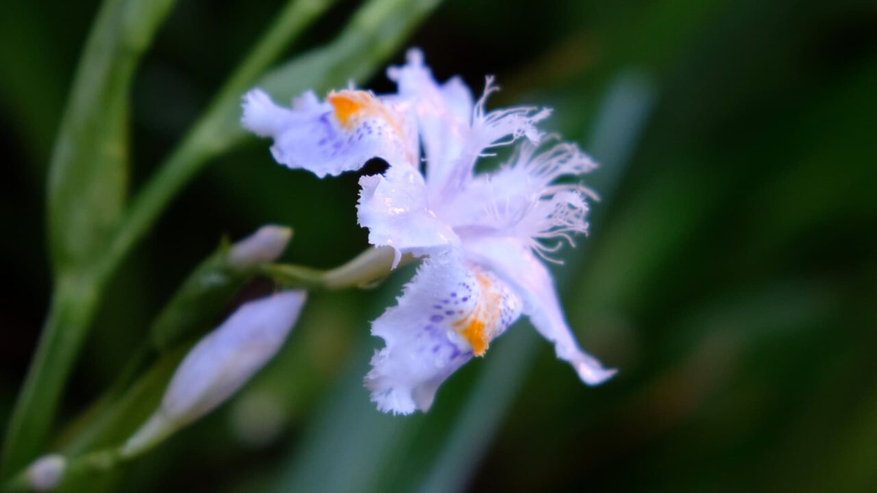 紫めくシャガ雄蕊の奔流201904-5