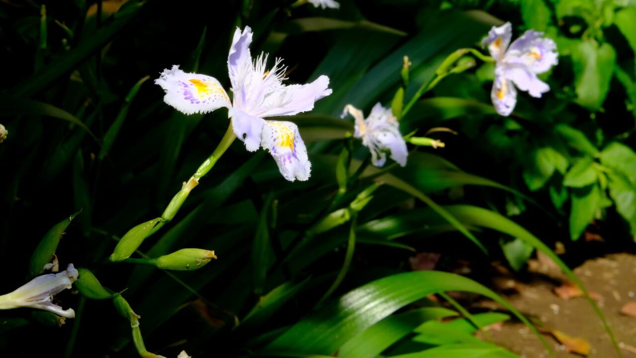 シャガ雄蕊の奔流201904-6