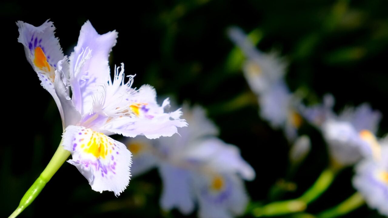 シャガ雄蕊の奔流201904-7