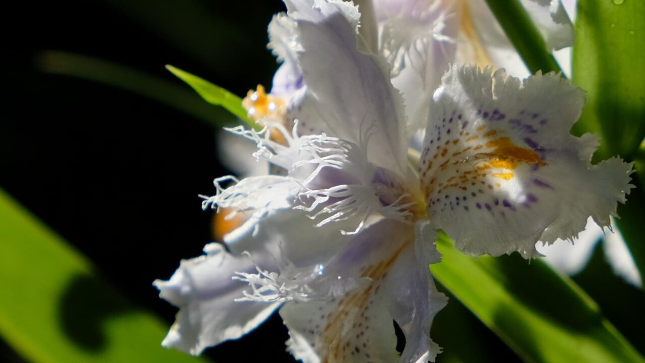 シャガの雄蕊201904-8