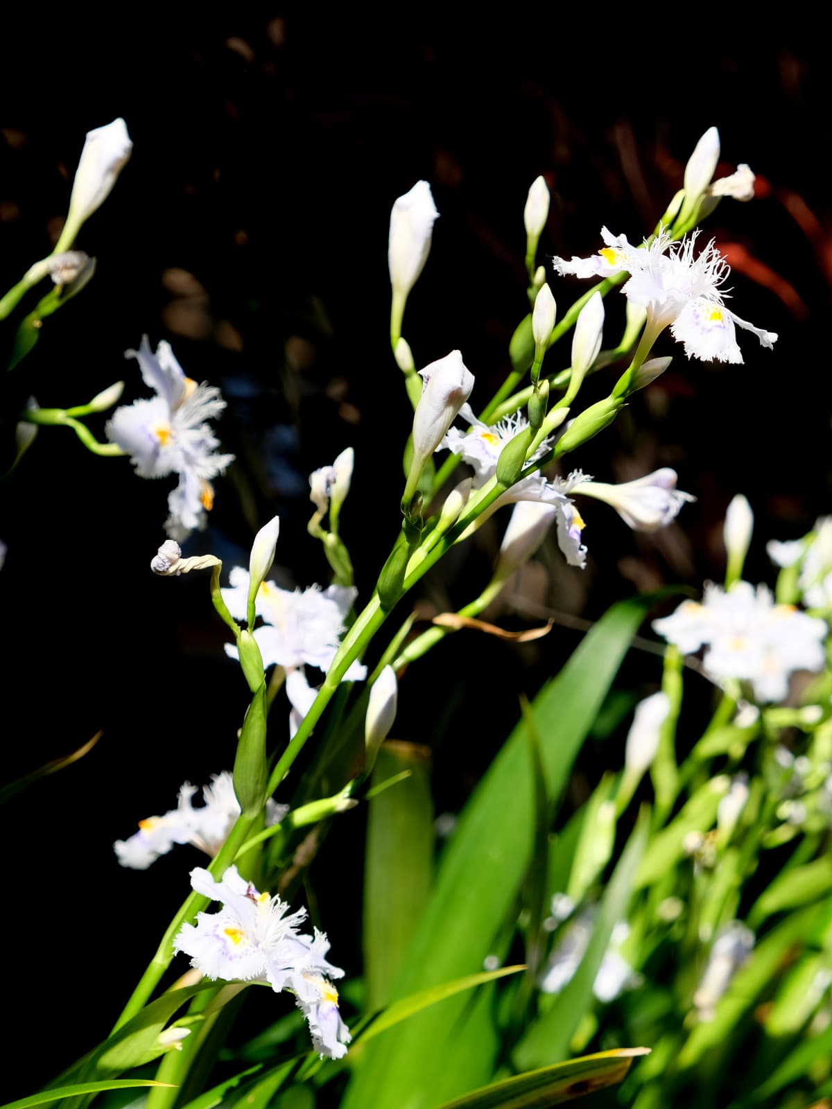 シャガ花ピックアップ20190416