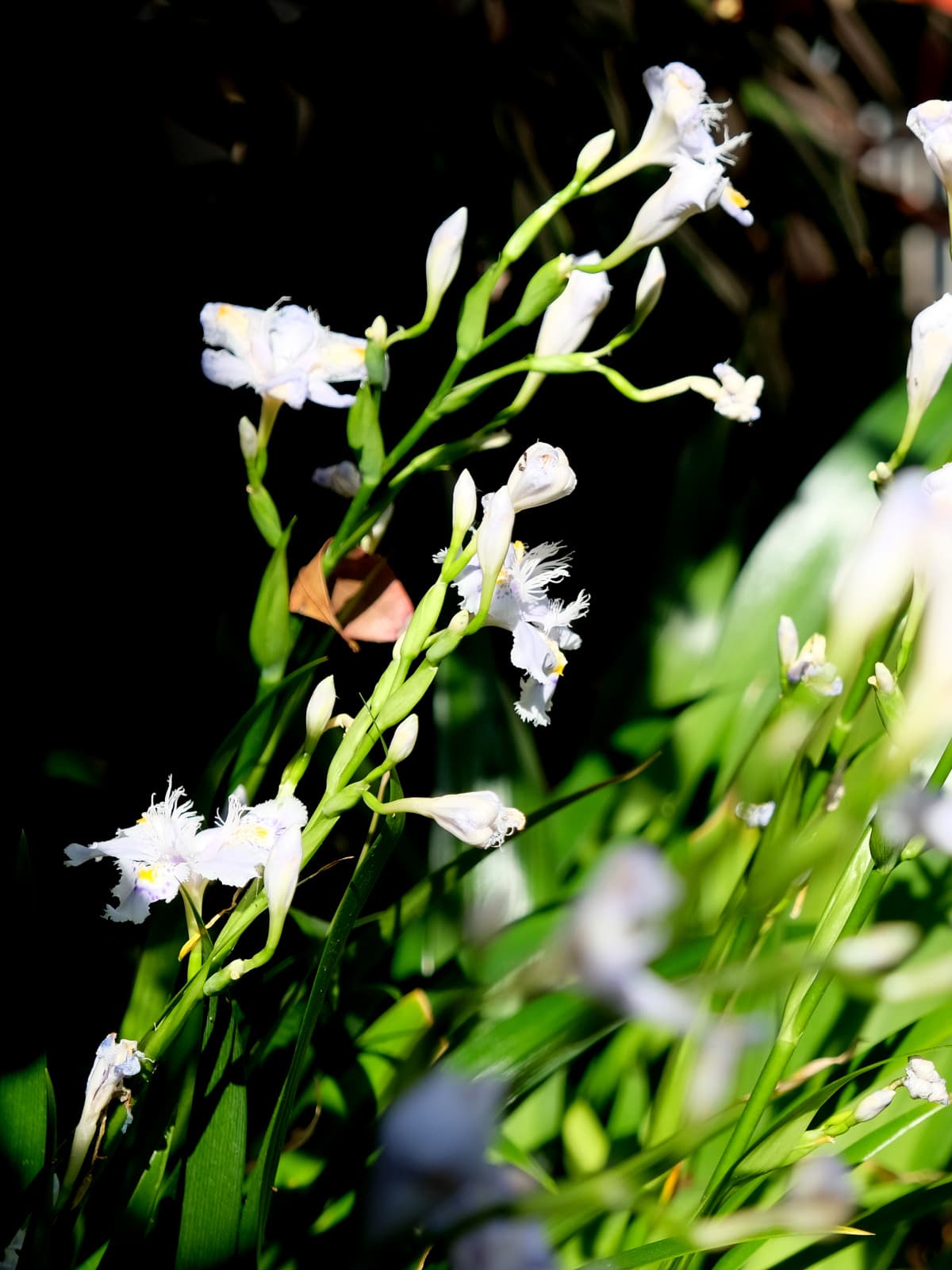 シャガ花ピックアップ20190418-1