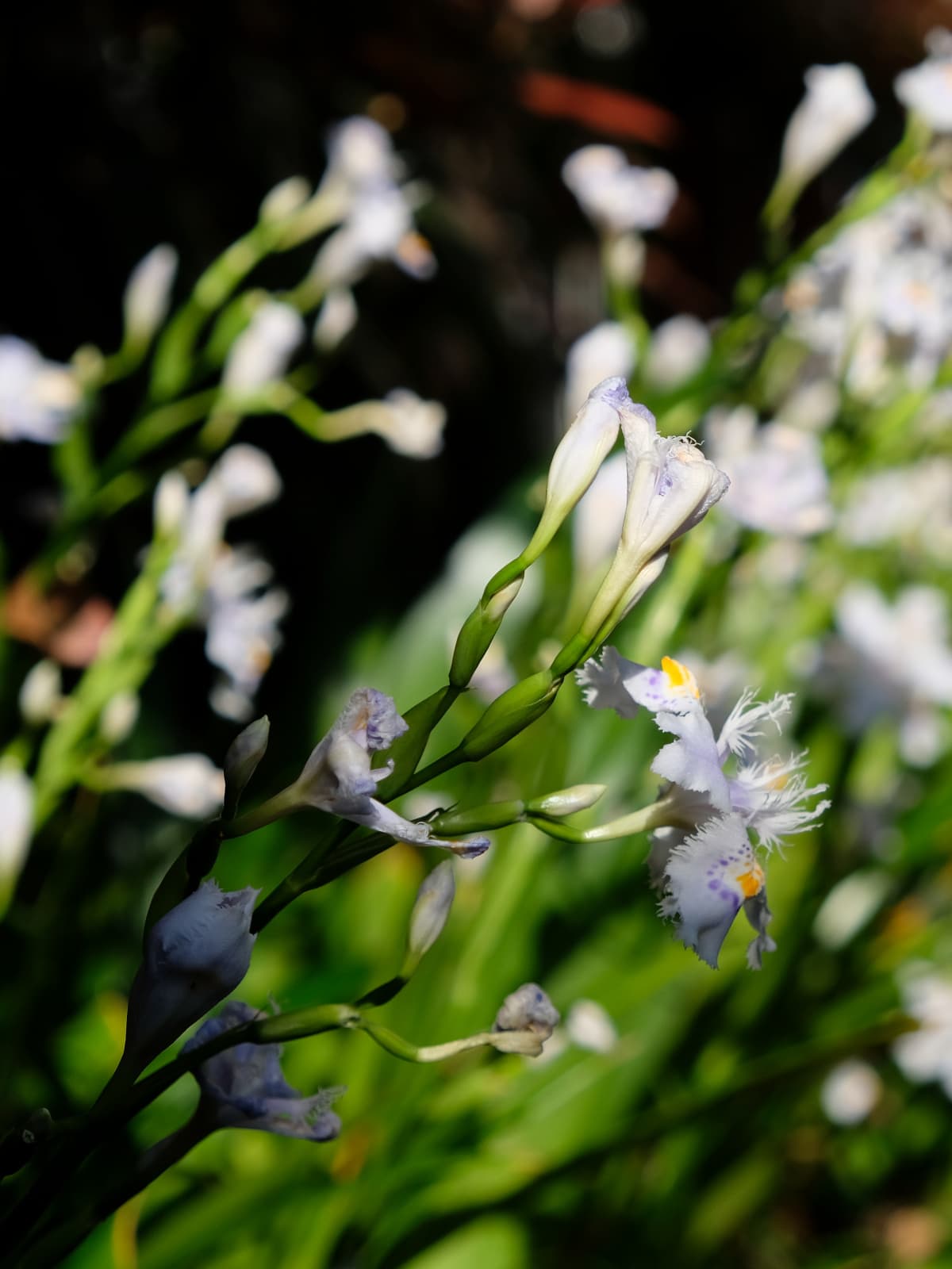 シャガ花ピックアップ20190418-2
