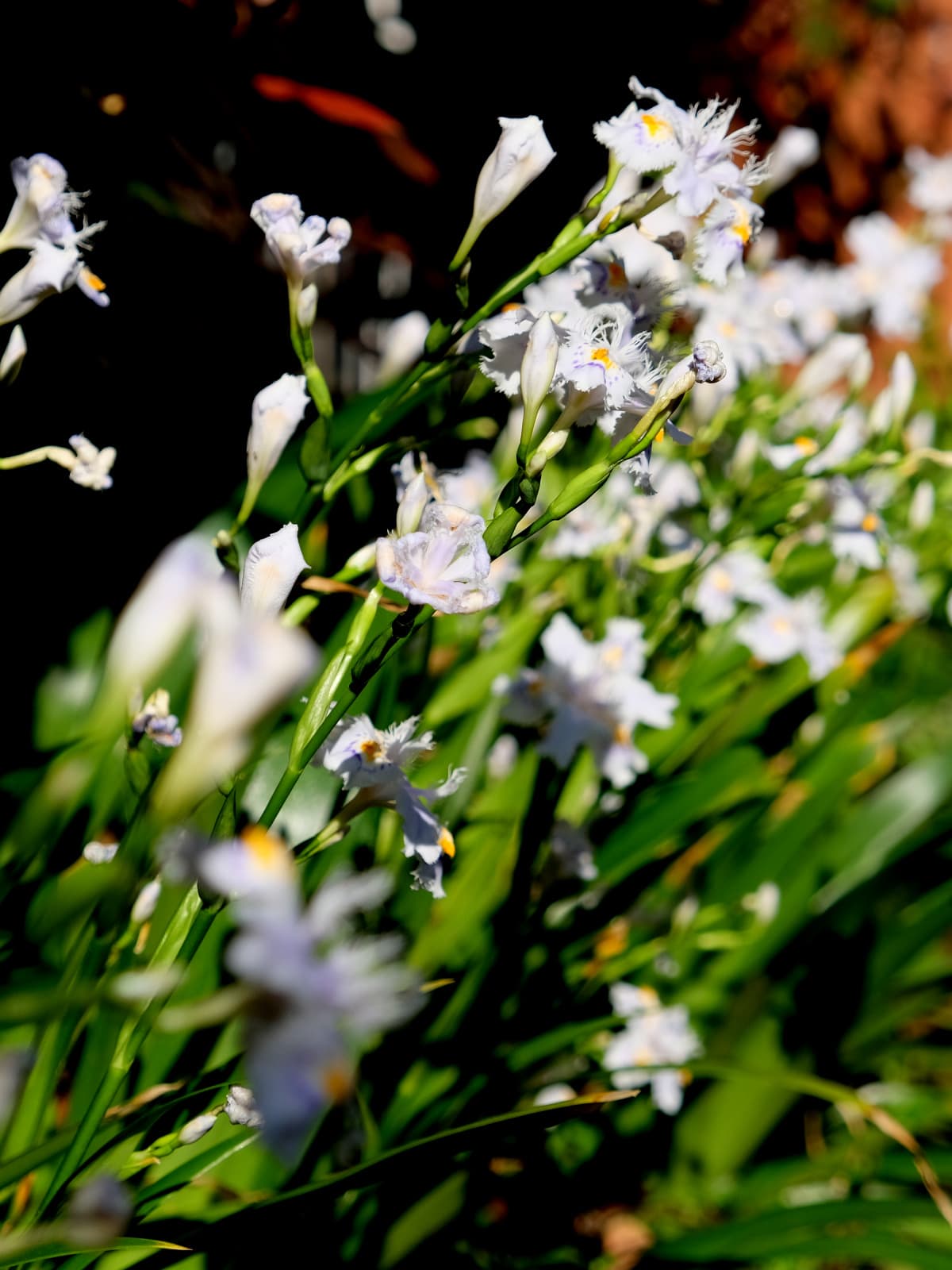 シャガ花ピックアップ20190418-3