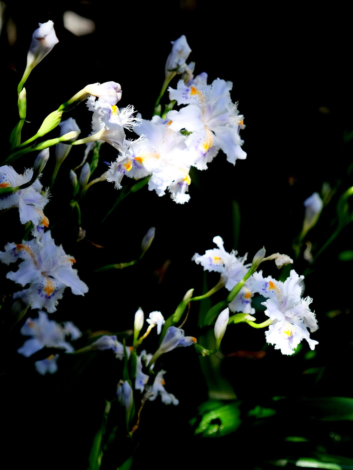 シャガ花ピックアップ20190420