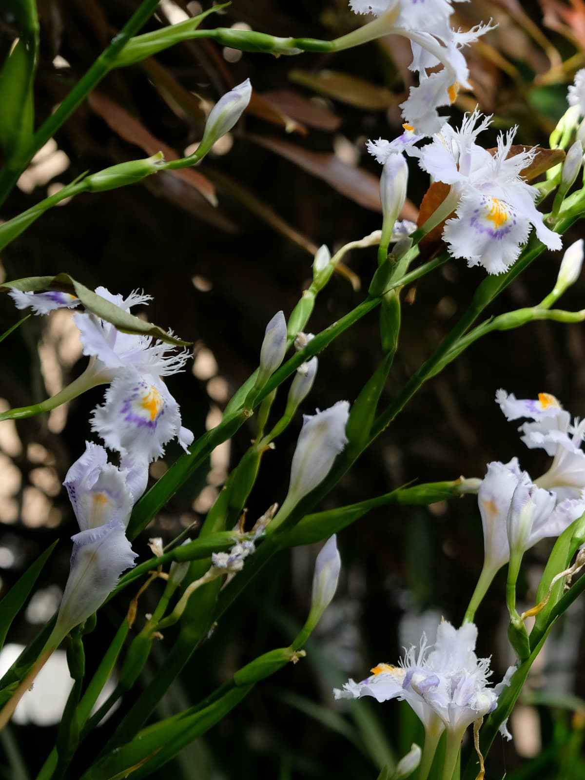 シャガ花ピックアップ20190423-1