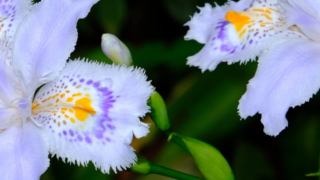 シャガ花弁の模様拡大201904-2