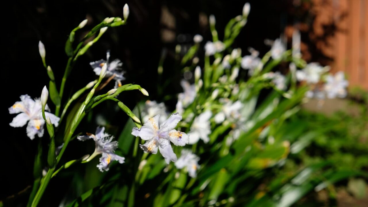 光と影の中のシャガ20190409