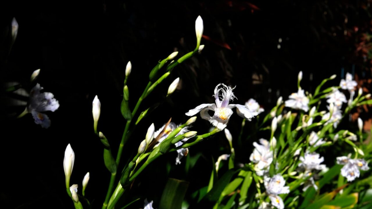 光と影の中のシャガ20190411