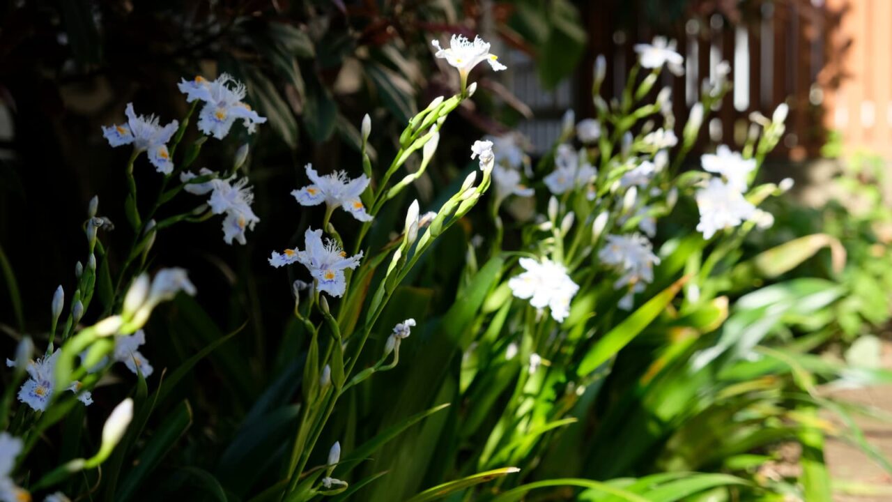 光と影の中のシャガ20190413