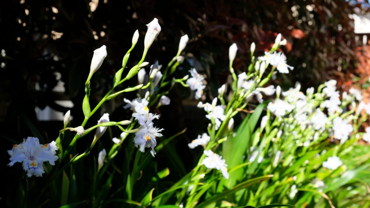 光と影の中のシャガ20190416