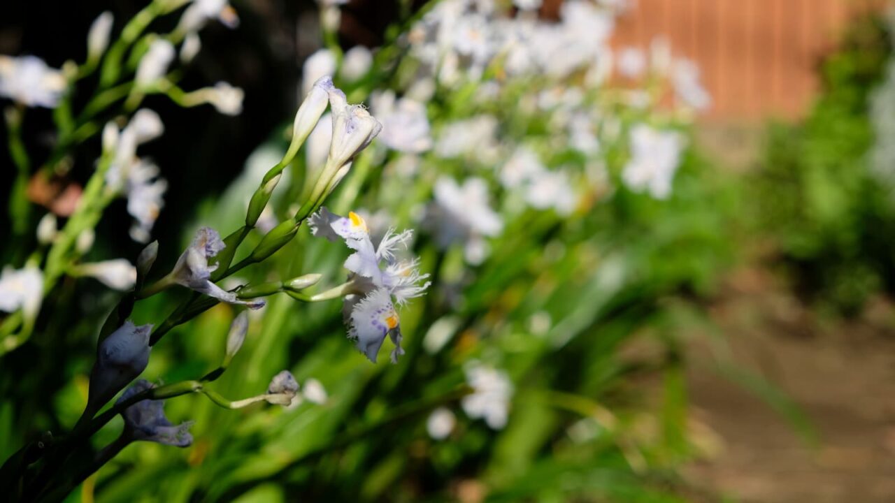 光と影の中のシャガ20190418