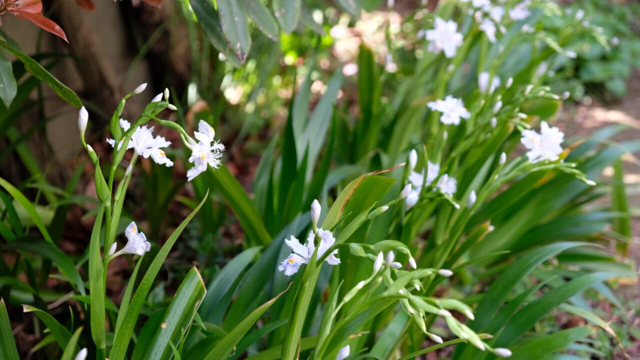 シャガ群花の旋律20190406