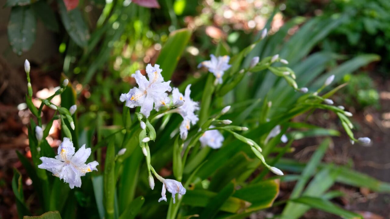 シャガ群花の旋律20190406-2