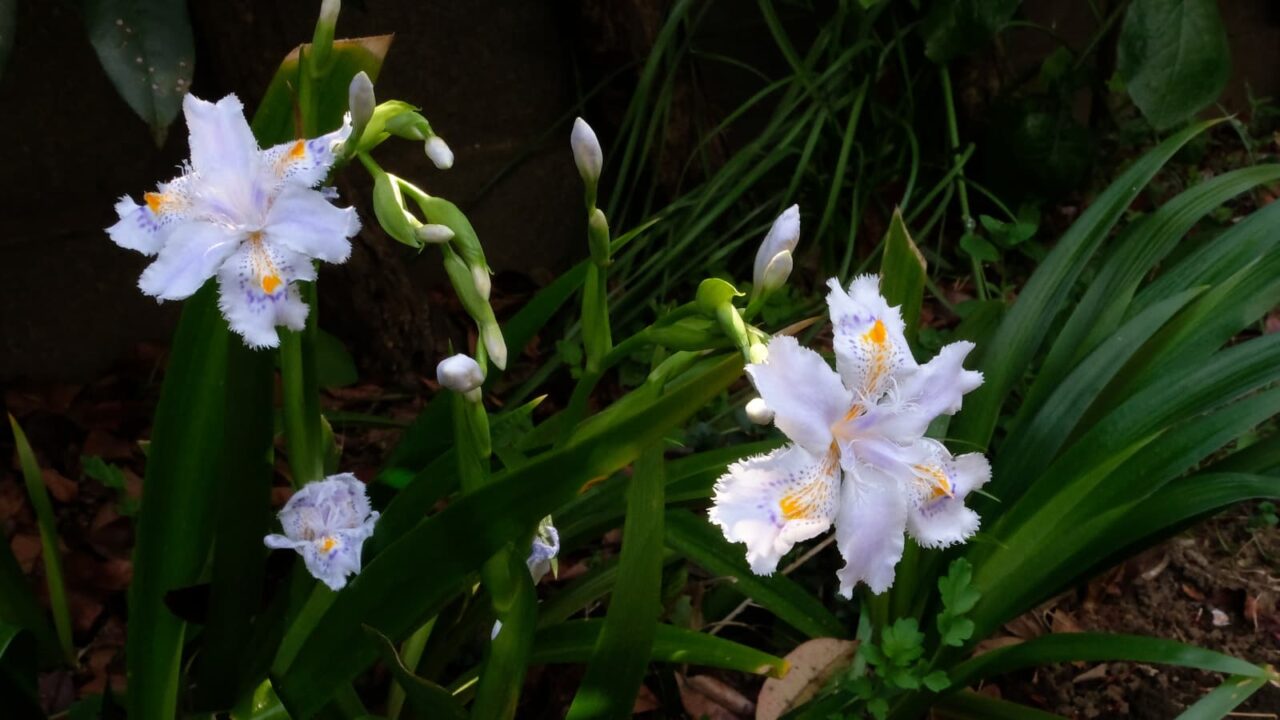 シャガの一群201904-1