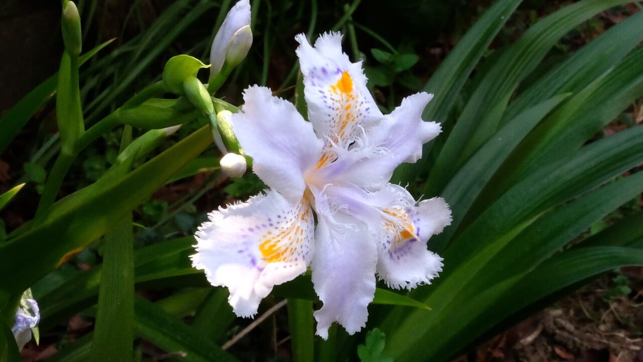 シャガの一群201904-2