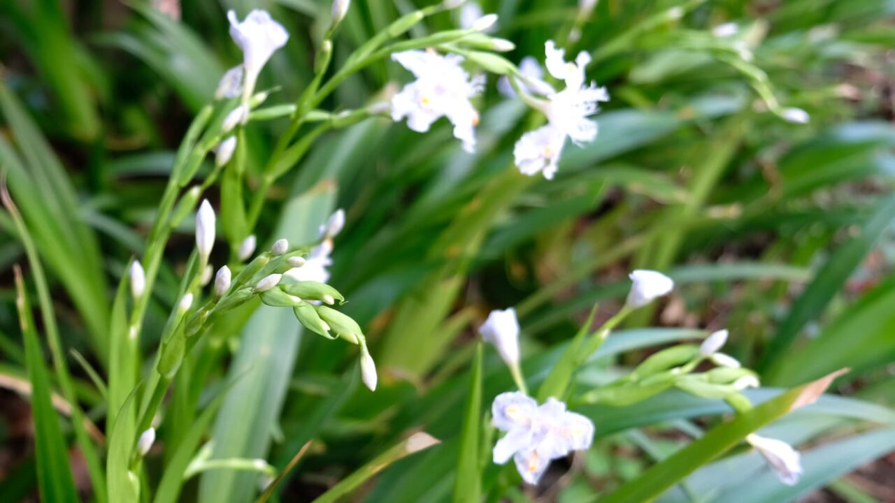 シャガの花1-20190406