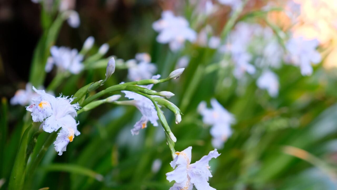 シャガの花1-20190409