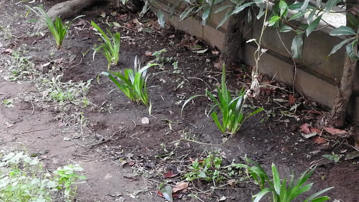 シャガ5株初植え20171103