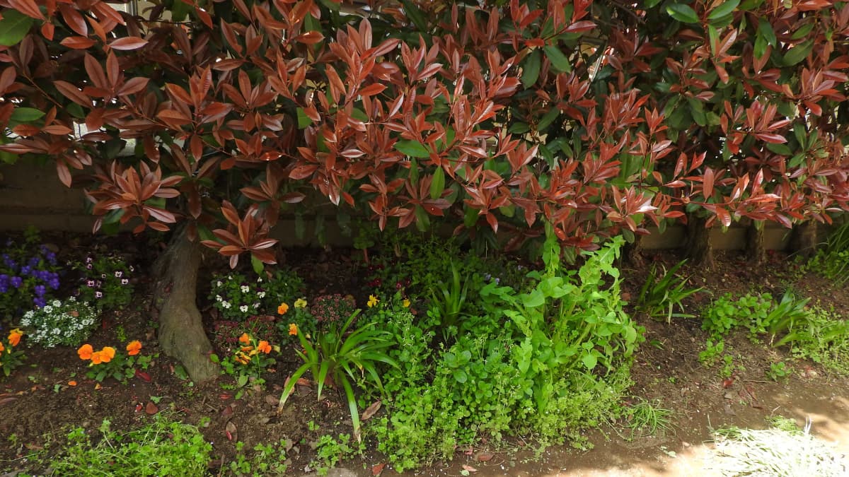 シャガ2018/3の様子