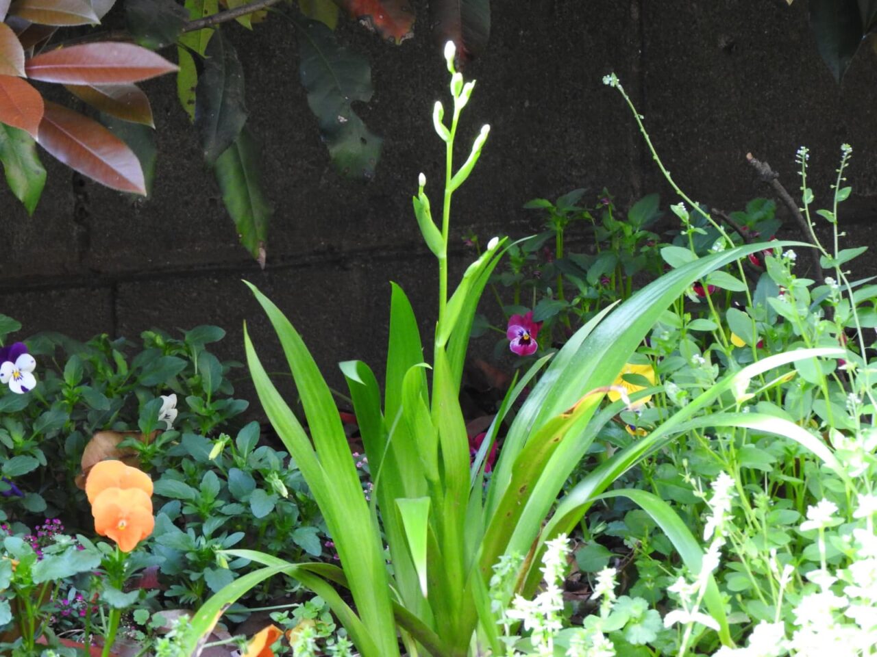 シャガの開花20180409