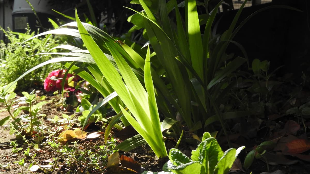 美しい強いシャガの剣葉