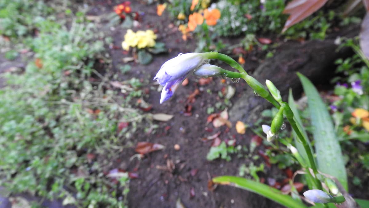 開きかけのシャガの蕾