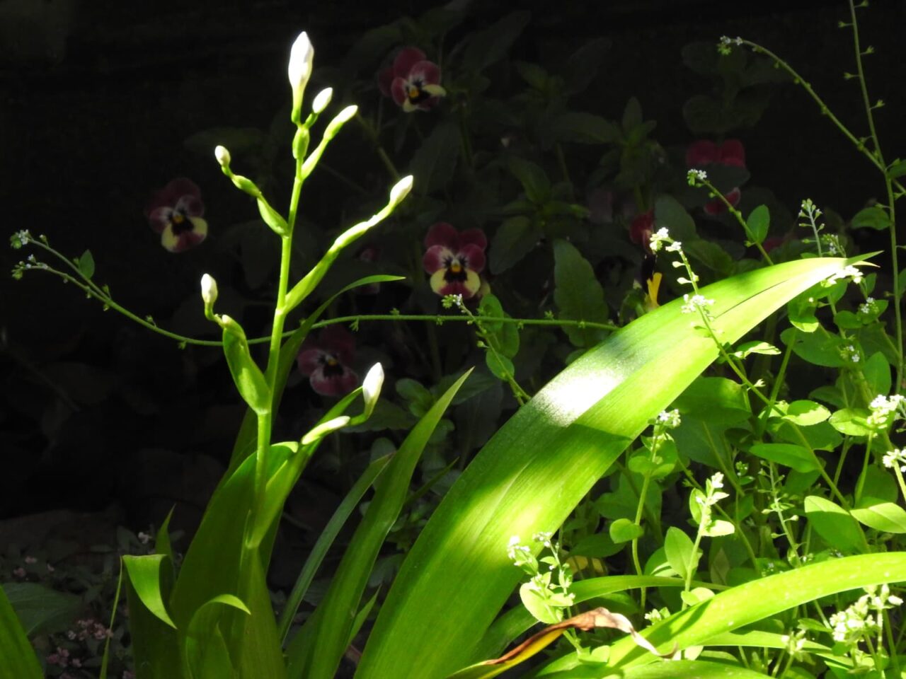 シャガの開花20180413-3