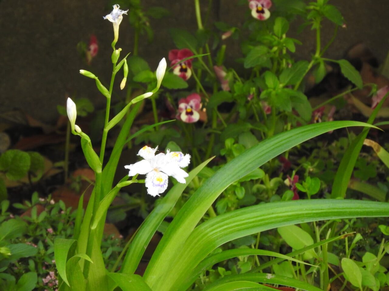 シャガの開花20180416