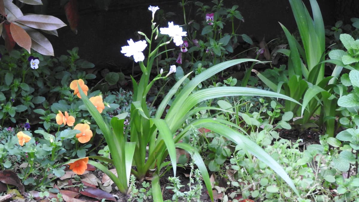 シャガ開花20180417