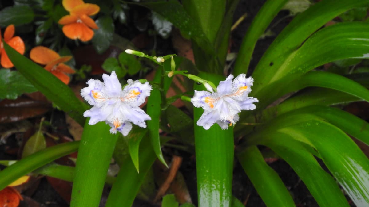 シャガの花20180418