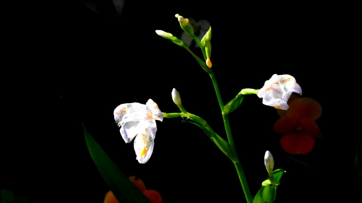 暗闇に浮かぶシャガの花20180419