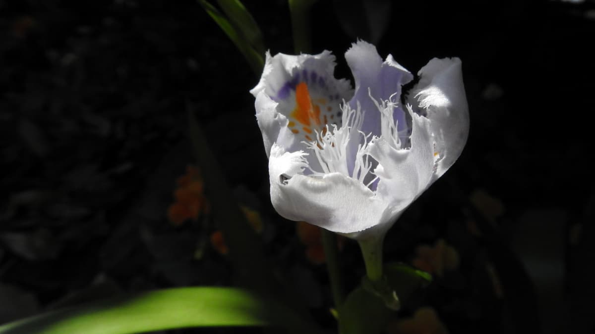開きかけのシャガの花20180421-1