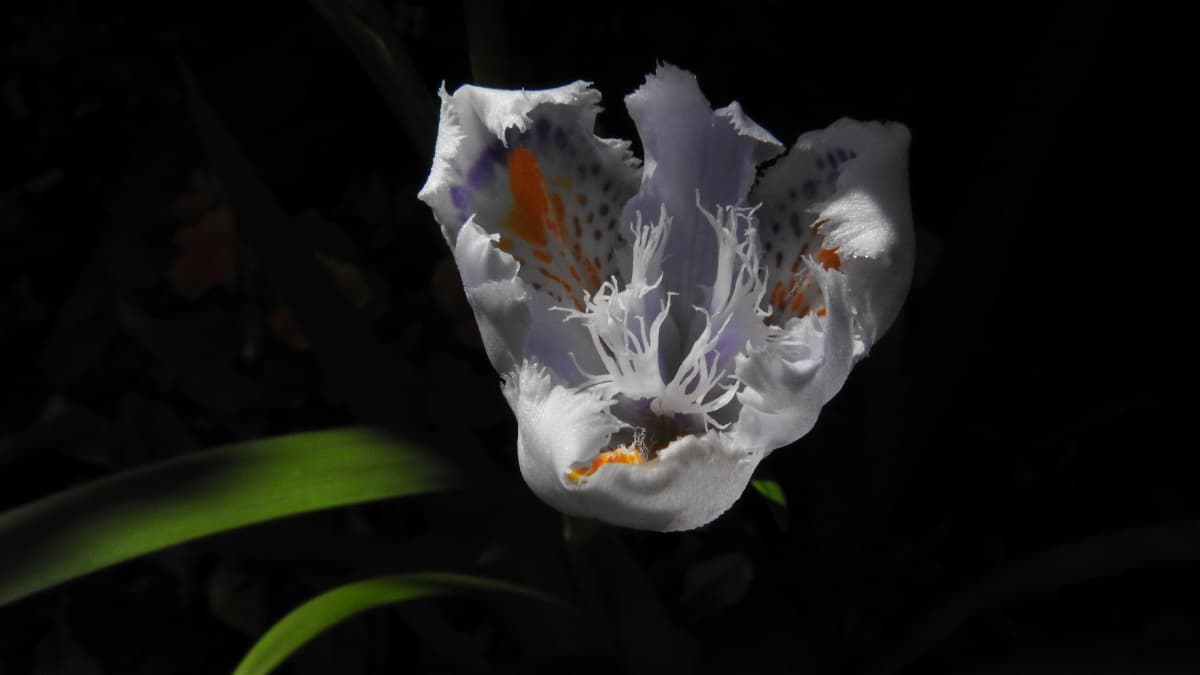 開きかけのシャガの花20180421-2