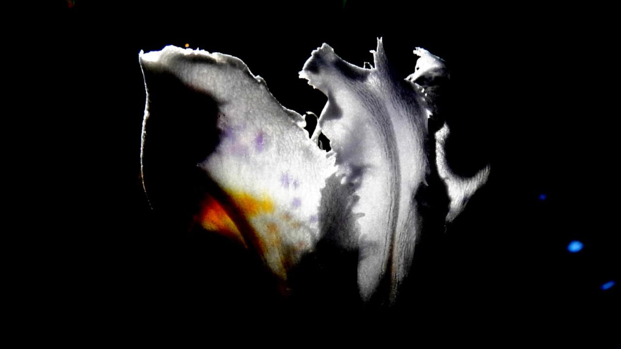 闇に白く浮かぶシャガの花20180421-4