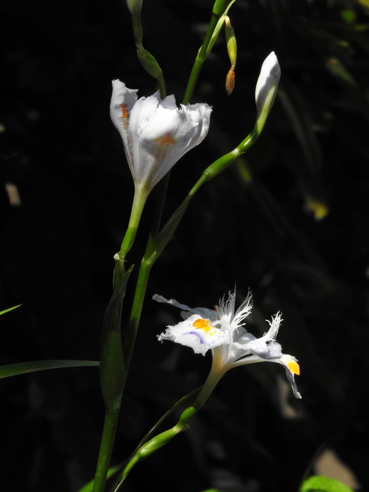 闇に白く浮かぶシャガの花20180422-1