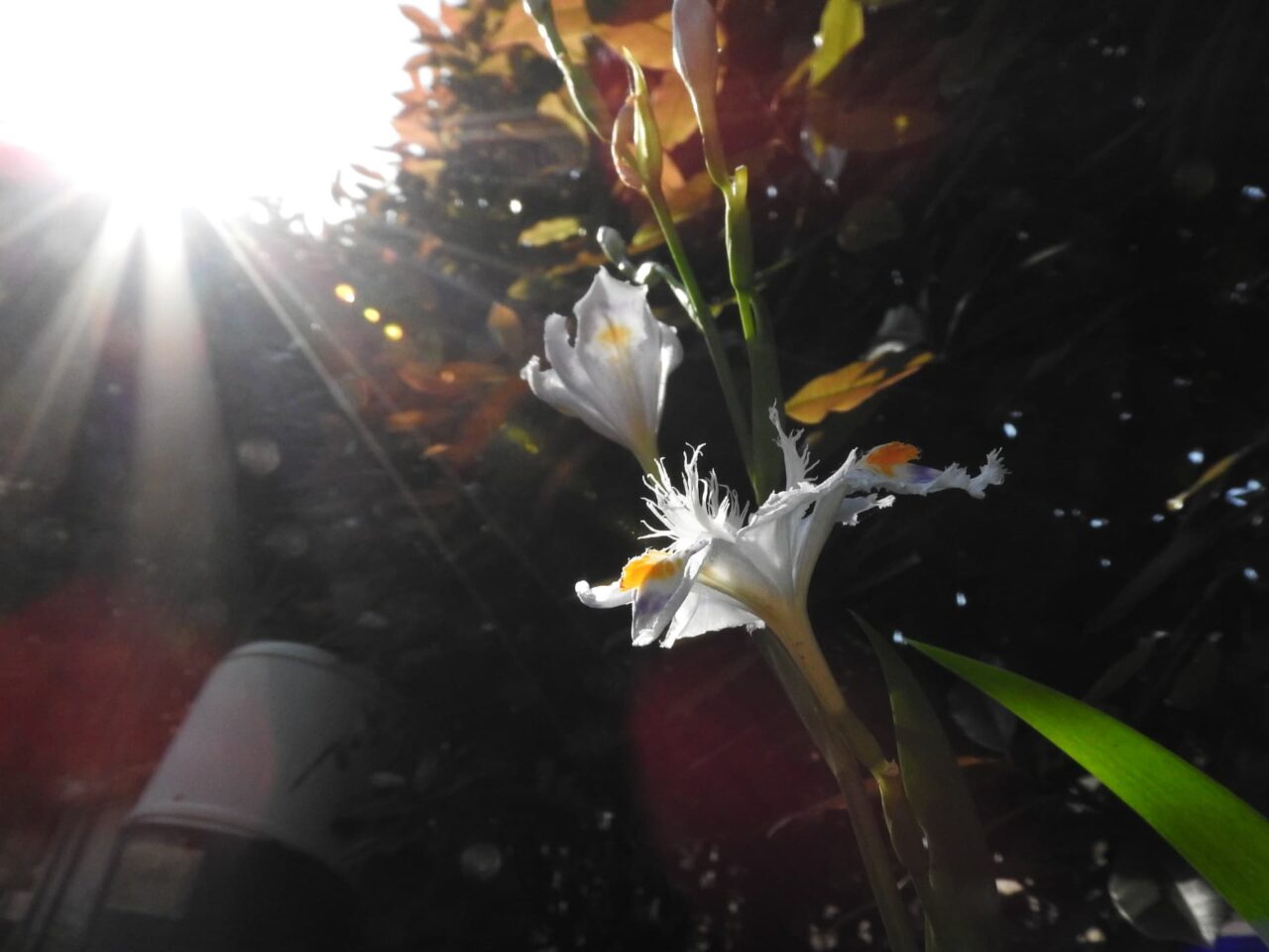 陽光に向かうシャガ