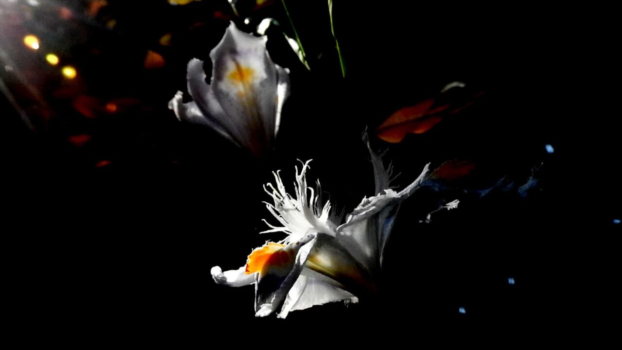 闇に白く浮かぶシャガの花20180422-4