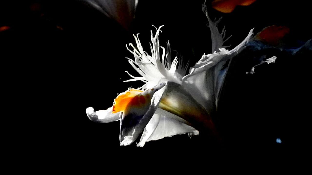 闇に白く浮かぶシャガの花20180422-5