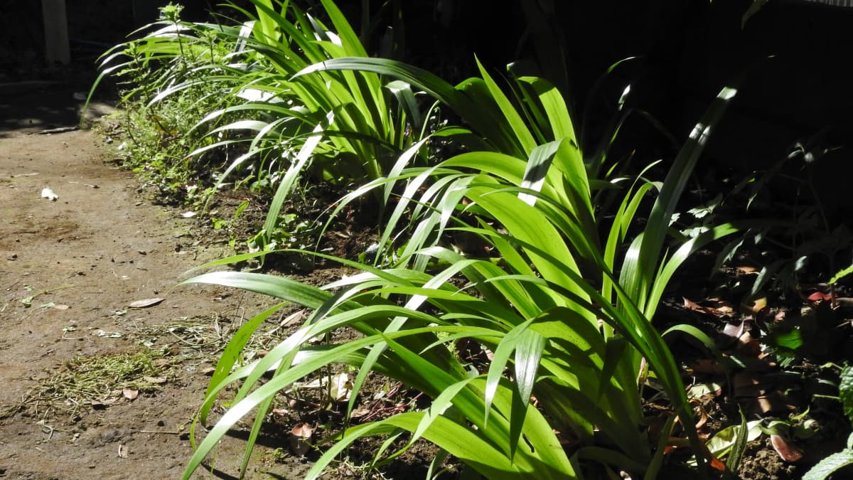 垣根下のシャガの群生20180520