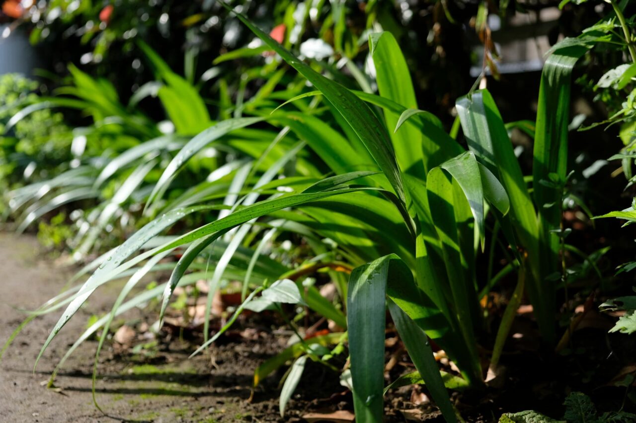 垣根下のシャガの群生20180609