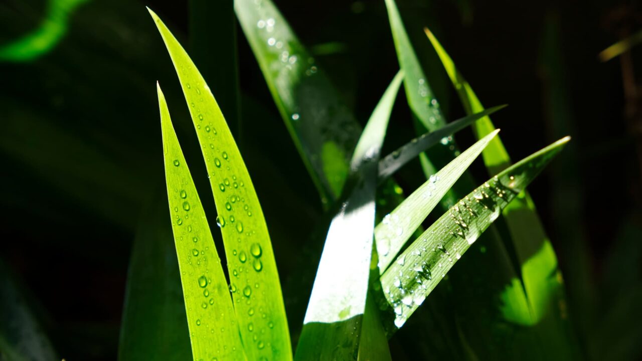雨後のシャガの葉20190103