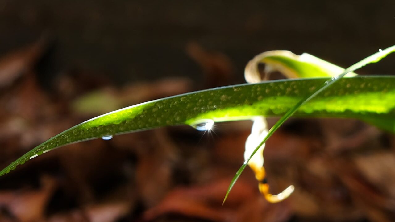 シャガの葉の雫が光る20190103