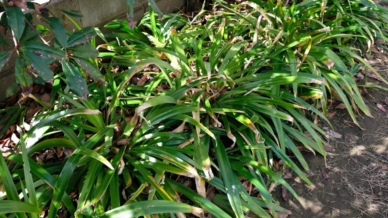 シャガ葉が寝てる20190222