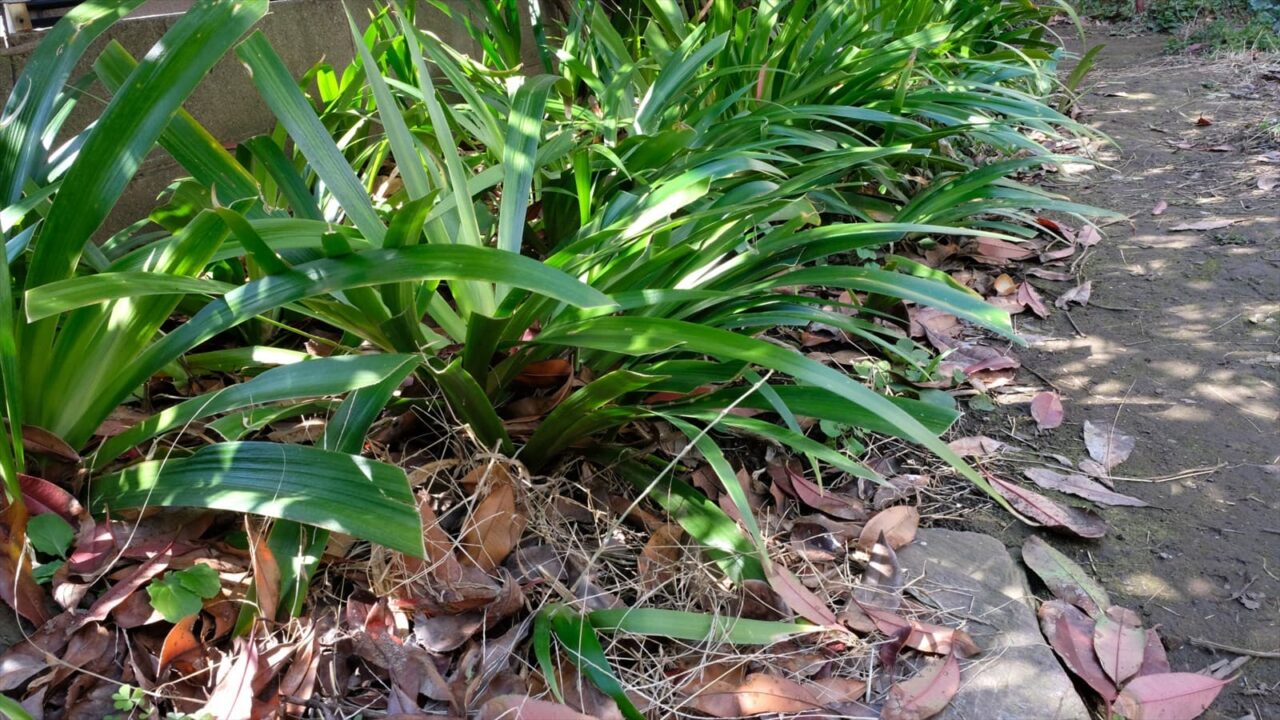 シャガ葉が立ち始め20190309