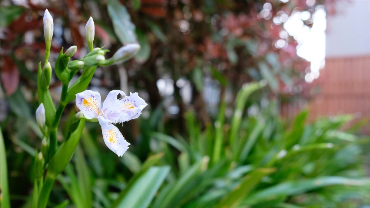 シャガの初花20190331