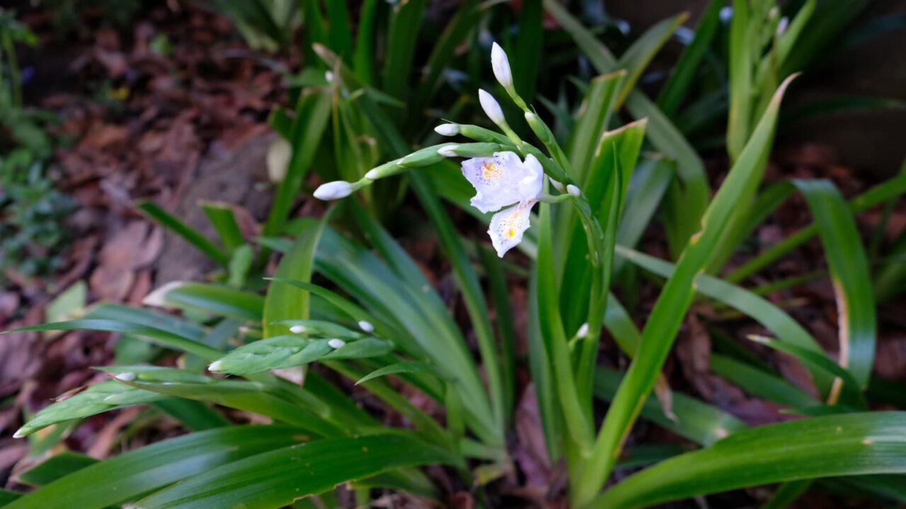 シャガ開花20190331-6