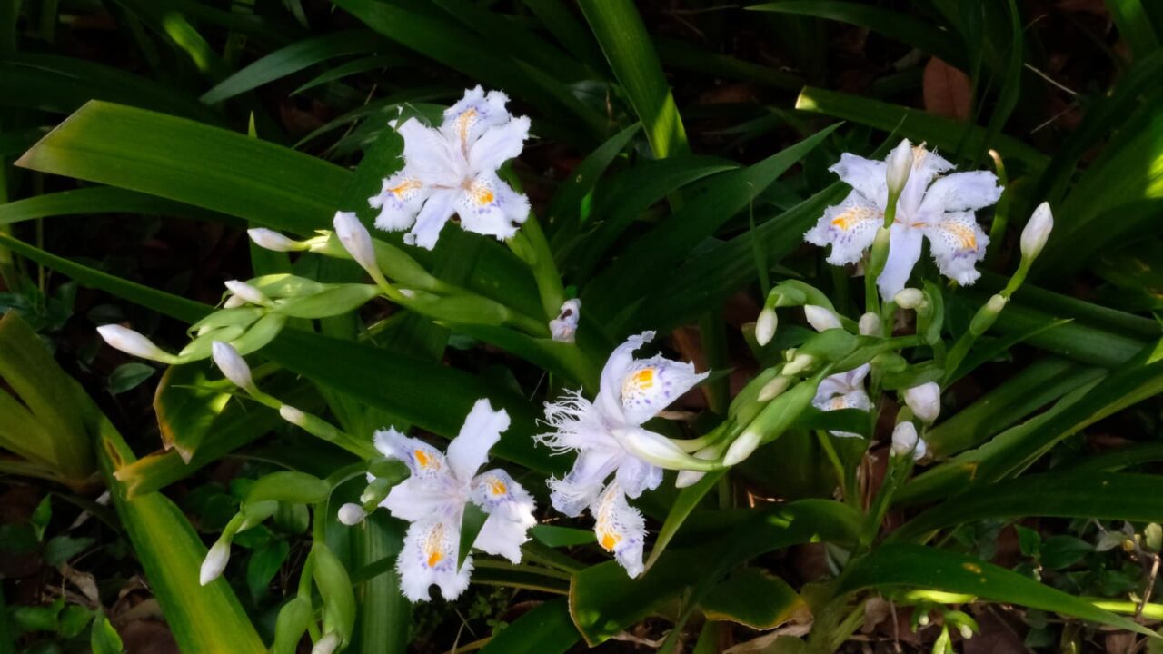 シャガの一群201904-1