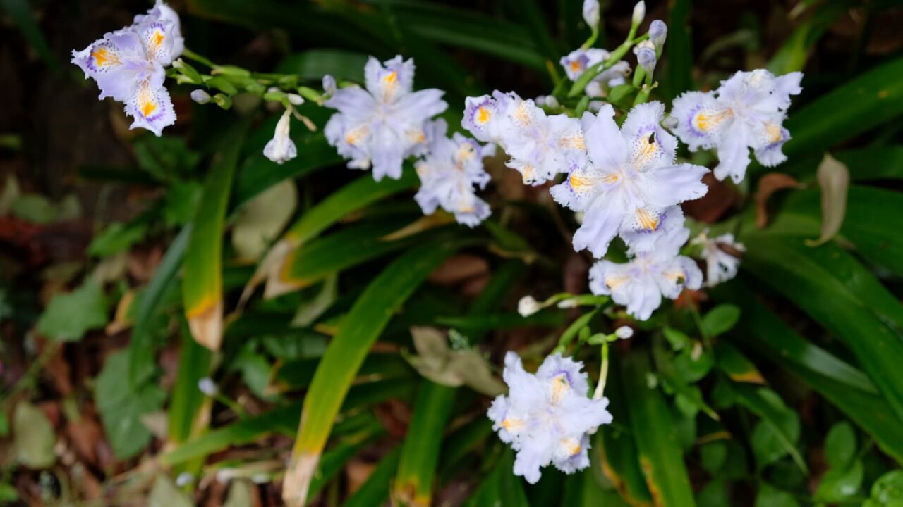 シャガの一群201904-2