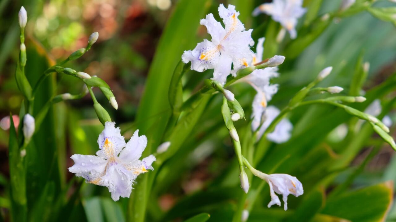 シャガの一群201904-3